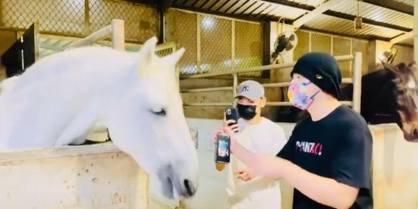 白马随音乐摆动